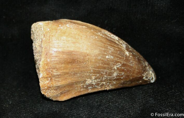 Inch Mosasaurus Tooth #982